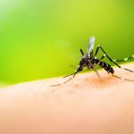 Día de combate contra el Dengue