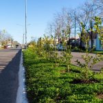 Nuevas plantas para la Avenida San Martín